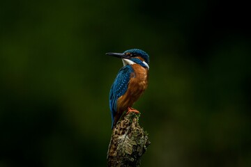 Brightly colored kingfisher perched on a barren tree branch in its natural habitat