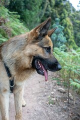 Vertical shot of a German shepherd walking  down a scenic trail surrounded by lush green trees