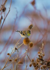 Adorable small spinus perched atop a dry, dead plant, investigating its surrounding