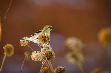 Adorable small spinus perched atop a dry, dead plant, investigating its surrounding