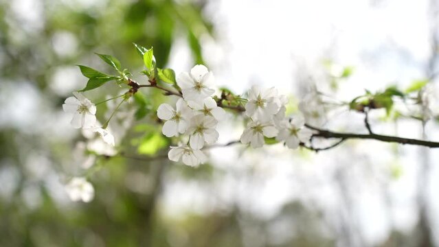 A branch of blooming cherry blossom flower in breeze