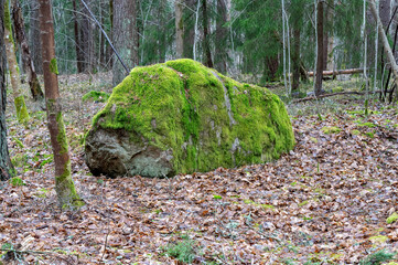 big stone covered in green moss with dry leaves around