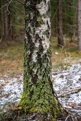 Close up of birch tree trunk with lichen
