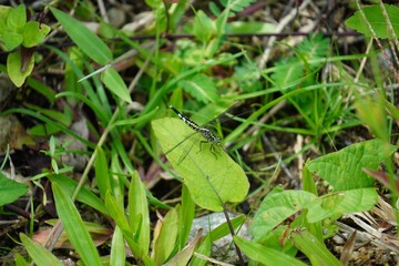 A closeup of a small dragonfly on a leaf
