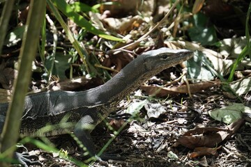 the small lizard is walking in the grass next to the leaves