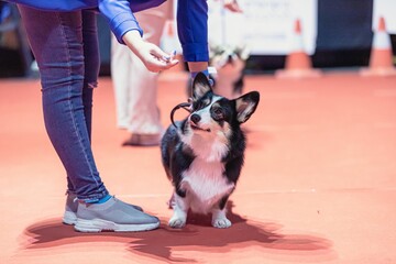 Close-up shot of a woman petting her corgi during a dog exhibition. Tel Aviv, Israel.