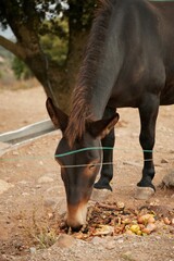 Obraz premium Brown horse grazing in a meadow