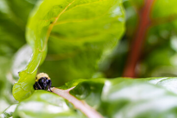 Bee