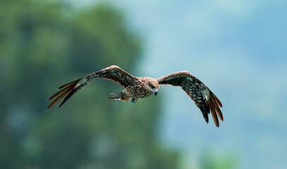 American Eagle 