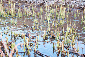 In early spring, young reed shoots grow on the pond. Selective focus. Close-up