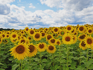 Blick auf ein Feld mit gelb blühenden Sonnenblumen in Sachsen, Deutschland - 767953242