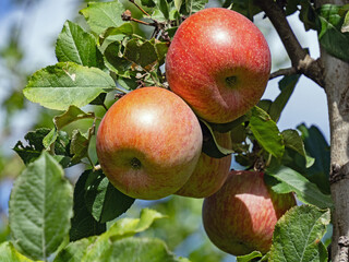 Nahaufnahme von vier roten Äpfeln an einem Apfelbaum - 767953273