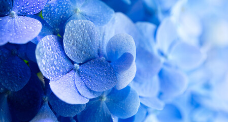 Blue Hydrangea (Hydrangea macrophylla) or Hortensia flower with dew in slight color variations ranging from blue to purple. Shallow depth of field for soft dreamy feel. - obrazy, fototapety, plakaty