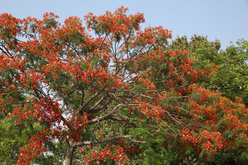Delonix Regia, family Fabaceae, subfamily Caesalpinioideae, in summer garden. Tree with red flowers. Royal poinciana, flamboyant, phoenix flower, flame of the forest, flame tree. Delonix Regia tree