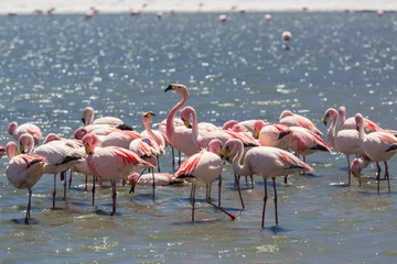 Foto op Aluminium Flamingo in Bolivia © Galyna Andrushko