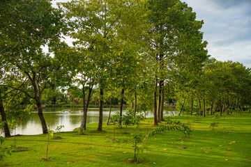 Green meadow grass tree city public park with blue sky cloud