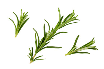 Rosemary isolated on white background. Set of rosemary branches with top view.