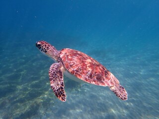 Vibrant sea turtle swimming gracefully beneath the surface of a tranquil blue ocean