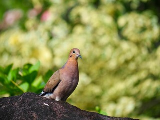 Zenaida dove perched on the edge of a branch, poised to take flight in search of its next meal