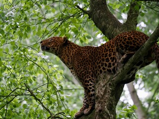 Wild leopard atop a tree branch, climbing upwards