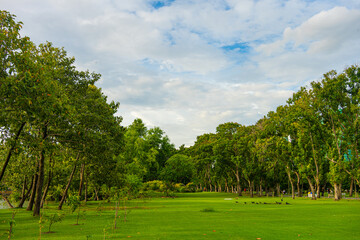 Green meadow grass tree city public park with blue sky cloud