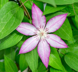 Close up of clematis blossom