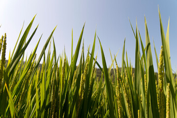 Fototapeta premium View of the rice field in the rural area