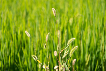 View of the foxtail in the rice field 