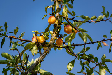 Mirabelle plums in an orchard, lorraine yellow gold, Metz, Nancy, prunus domestica
