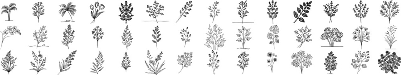 wild flowers and herbs hand-drawn thin line minimalist floral designs black vector - obrazy, fototapety, plakaty