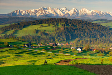 Green spring meadow with snowy mountains in the background. Sromowce village, Pieniny, Poland.