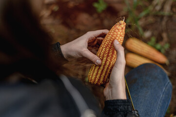hands holding corn