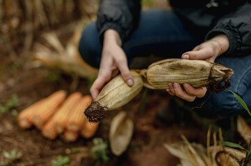 hands holding a corn cob 