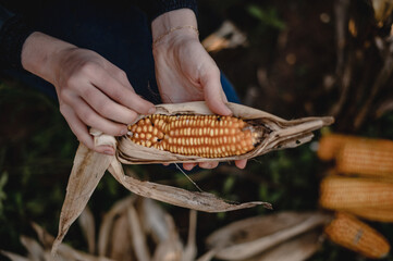 hand holding corn on the cob