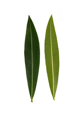 Nerium oleander leaves on white background.