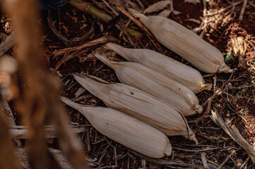 close up of a corn cob 