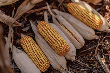 corn on the cob