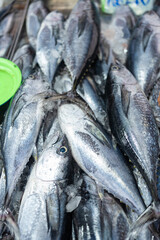 Various tuna sea fish sell in fishery fresh market