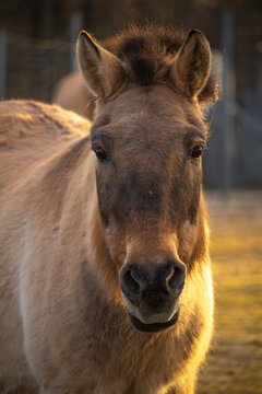 Przewalski horse or Dzungarian horse at zoo.