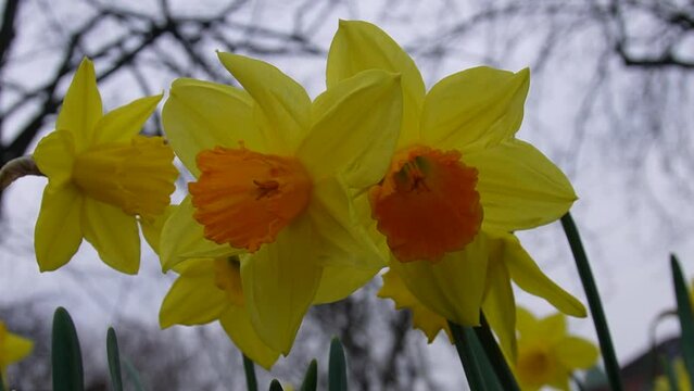 Close-Up of Yellow Daffodils in the Park in Gentle Breeze