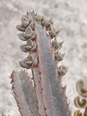 cactus close up