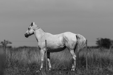 un caballo en el gran campo - obrazy, fototapety, plakaty