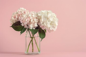 Glass transparent vase with white hydrangea flowers on light pink background. Minimalistic floral background. Space for text.