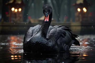 Deurstickers Majestic black swan slides in mirrored lake., generative IA © JONATAS