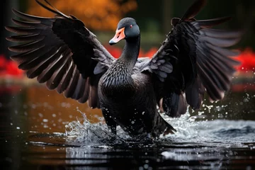 Keuken foto achterwand Majestic black swan slides in mirrored lake., generative IA © JONATAS