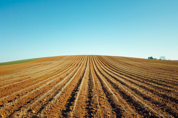 Vast soybean field with neat rows under a clear blue sky, capturing the essence of agricultural scenery.