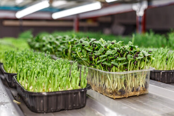 Urban microgreen farm.The microgreen in plastic trays.Baby leaves, phytolamp.Sprouting Microgreens on the Hemp Biodegradable Mats.Germination of seeds at home.Eco-friendly small business.