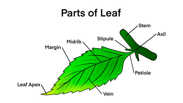 Basic leaf parts, external structure infographics, Leaf anatomy, Structure of a leaf, educational school