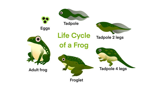 The life cycle of a frog, Frog Life Cycle Set, frog life cycle metamorphosis, Stages development and growth of toad, water animal transforming stages, funny amphibians age changes, becoming an adult
