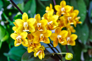 Beautiful tropical orchid flowers.Nice big branch of orchid flowers blooming, close up macro nature